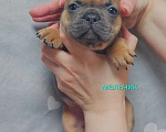 Собаки в Санкт-Петербурге: Французский бульдог щенки Разнополые, 45 000 руб. - фото 5