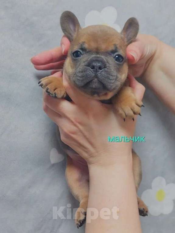 Собаки в Санкт-Петербурге: Французский бульдог щенки Разнополые, 45 000 руб. - фото 5