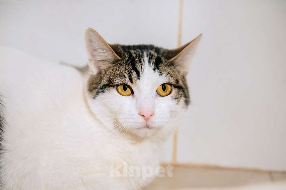 Кошки в других городах Московской области: Перчинка ждет своего человека! Девочка, Бесплатно - фото 3