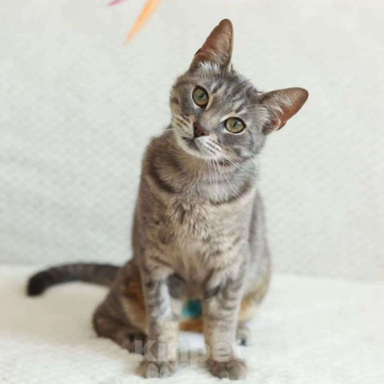 Кошки в Москве: Самый ласковый котик Марсель Мальчик, Бесплатно - фото 3