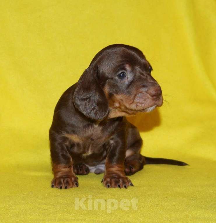 Собаки в Иваново: Такса стандартная г-ш. РКФ Мальчик, Бесплатно - фото 1