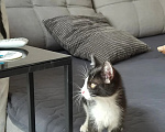 Кошки в Краснодаре: Котенок в добрые руки Мальчик, Бесплатно - фото 4