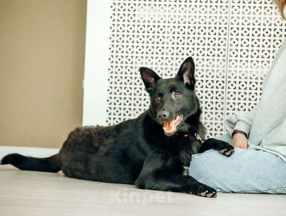 Собаки в Москве: Щенок-метис овчарки в Москве бесплатно Мальчик, Бесплатно - фото 5