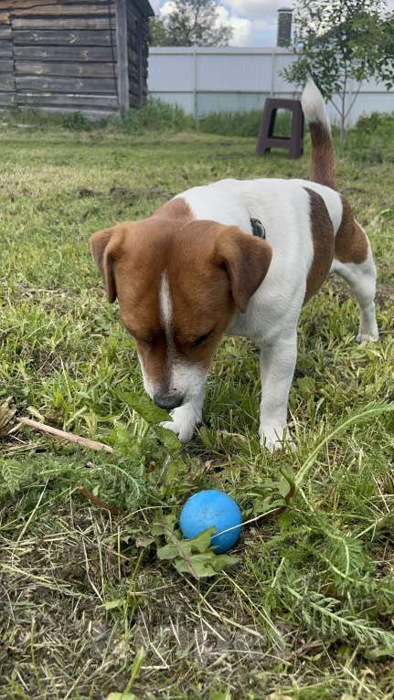 Собаки в других городах Воронежской области: Пропала собака Мальчик, Бесплатно - фото 2