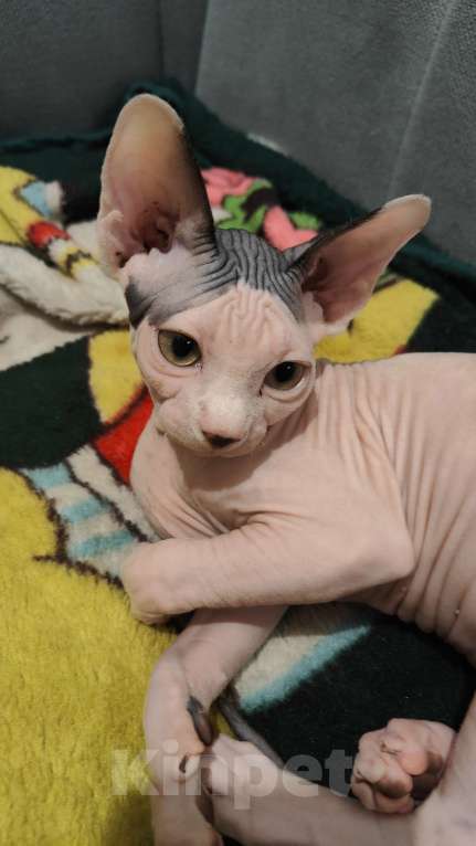 Кошки в других городах Московской области: Кот белый 3 мес Мальчик, 50 000 руб. - фото 3