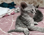 Кошки в Люберцах: Гипоаллергенный котенок Девочка, 5 000 руб. - фото 3