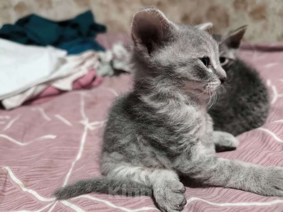 Кошки в Люберцах: Гипоаллергенный котенок Девочка, 5 000 руб. - фото 3