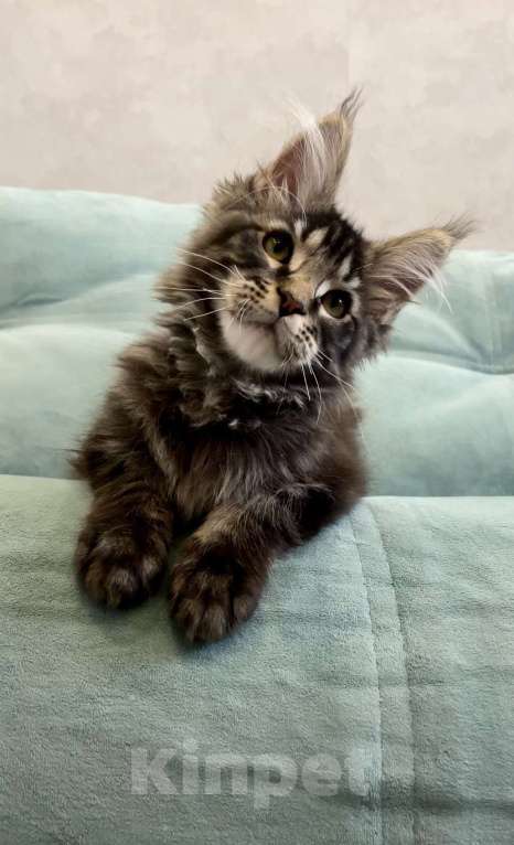 Кошки в Иркутске: Котенок мейн-кун Мальчик, 30 000 руб. - фото 2