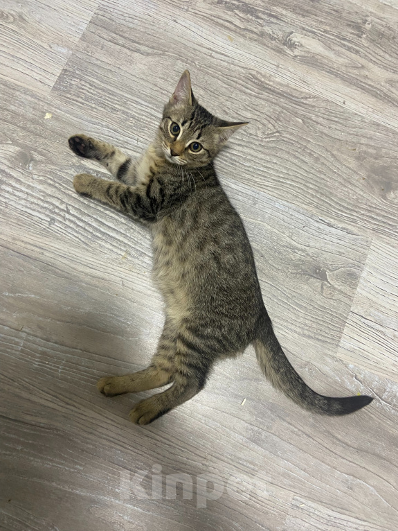 Кошки в Москве: Котенок мальчик ищет дом Мальчик, Бесплатно - фото 7
