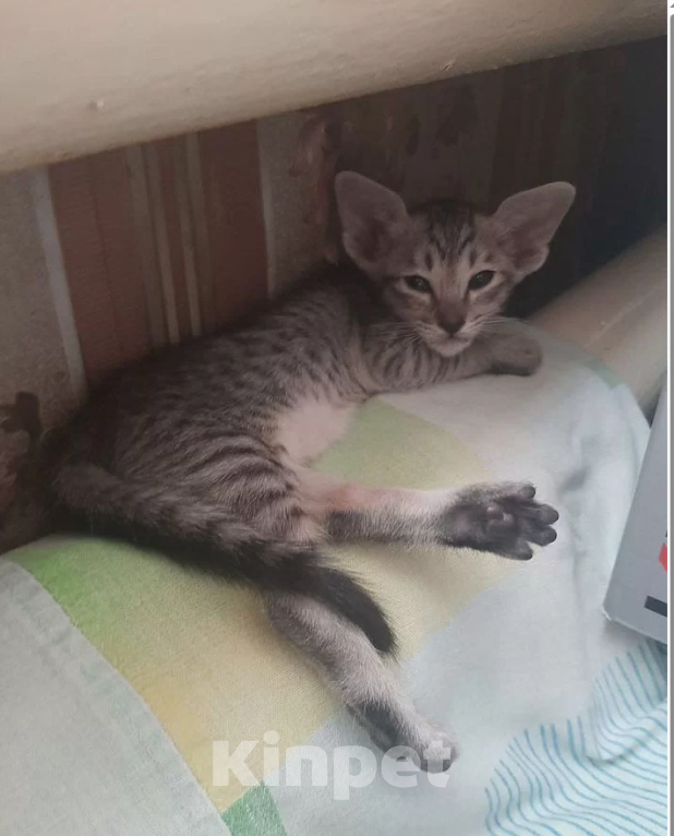 Кошки в Кузнецке: Ориентальный котенок Разнополые, 20 000 руб. - фото 4