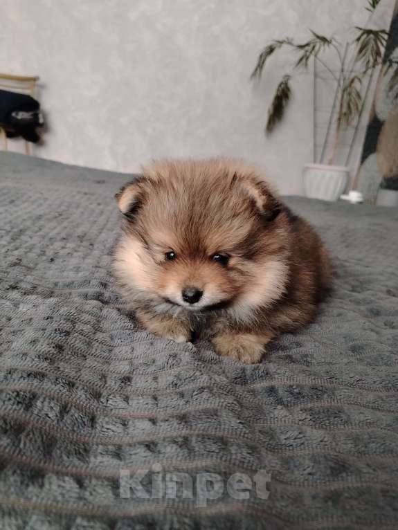 Собаки в Нижнем Тагиле: Щенки шпицули Девочка, 25 000 руб. - фото 4