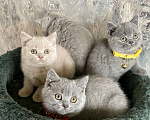 Кошки в Санкт-Петербурге: Ласковые котята Девочка, Бесплатно - фото 1
