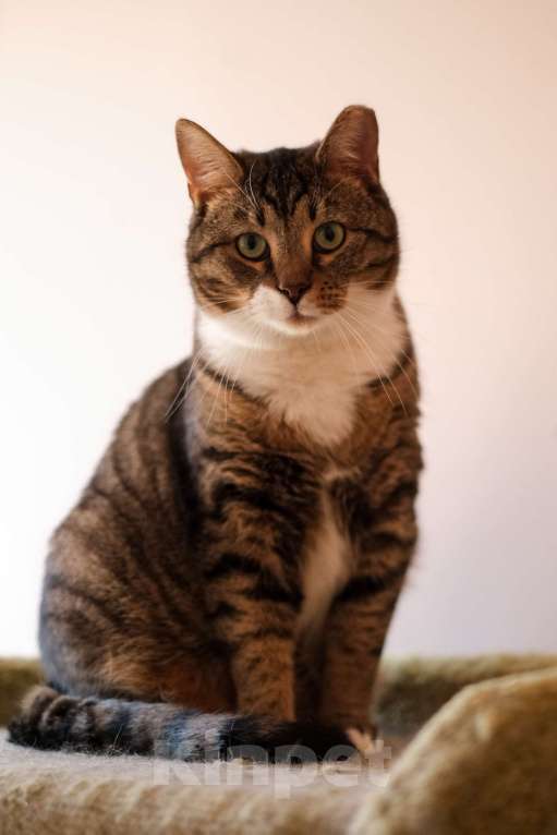 Кошки в Санкт-Петербурге: Проша из приюта в добрые руки Мальчик, Бесплатно - фото 3