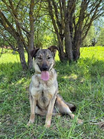 Собаки в Москве: Небольшая собака Берли в приюте Девочка, 1 руб. - фото 4