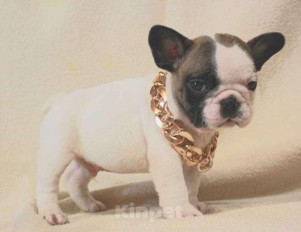 Собаки в Москве: Щенок француз Мальчик, 130 000 руб. - фото 7