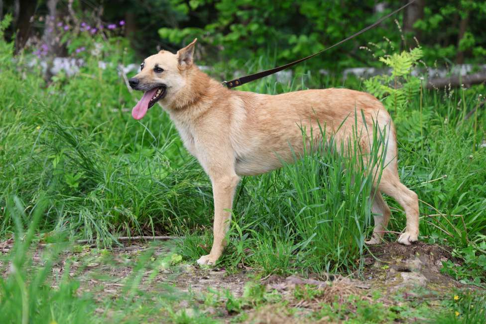 Собаки в других городах Московской области: Гвоздик Мальчик, Бесплатно - фото 4