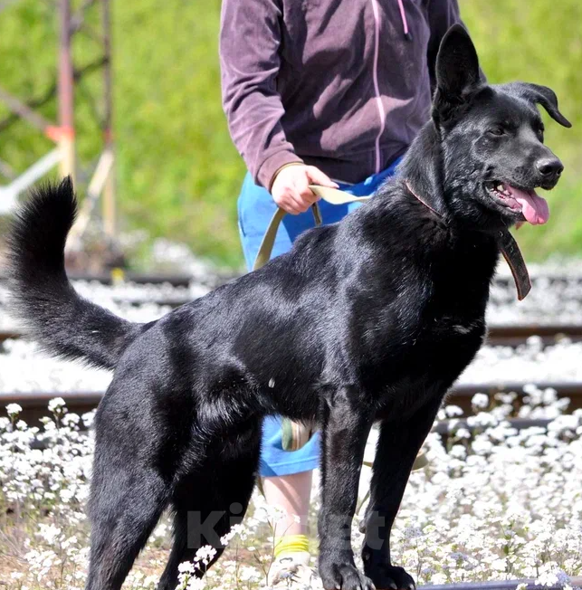 Собаки в Москве: Дик Мальчик, Бесплатно - фото 4
