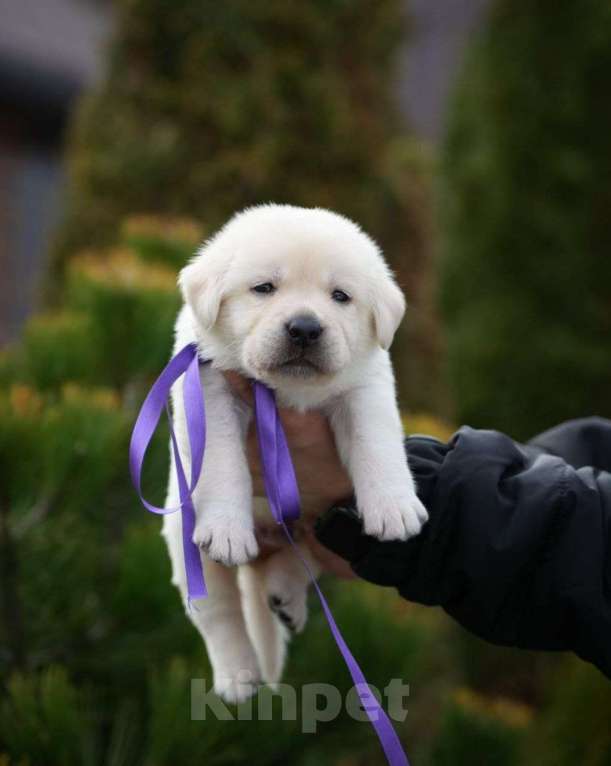 Собаки в Москве: Шикарные мальчики лабрадора Мальчик, 80 000 руб. - фото 2