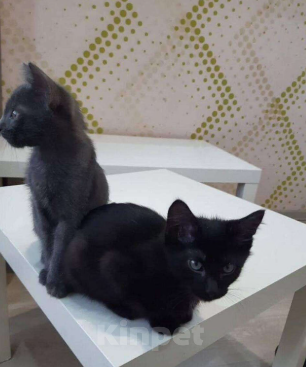 Кошки в Уфе: Отдам котят в добрые руки Мальчик, Бесплатно - фото 2