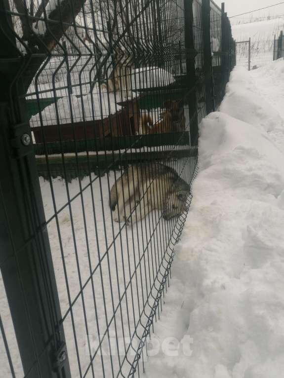 Собаки в других городах Московской области: Молоденькая хасочка, томится в вольере приюта Девочка, Бесплатно - фото 8