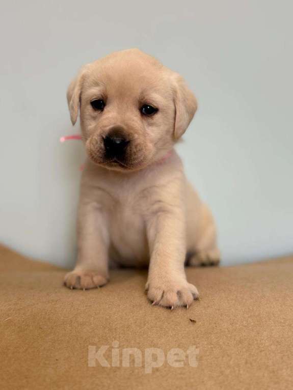 Собаки в Богородске: Предварительное бронирование на щенков лабрадора ретривера шоу Девочка, Бесплатно - фото 5