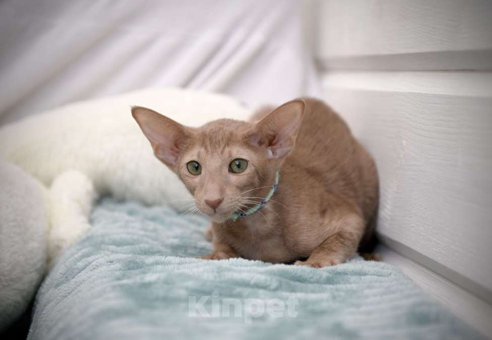 Кошки в Санкт-Петербурге: Ориентальные котята с документами  Девочка, 70 000 руб. - фото 6