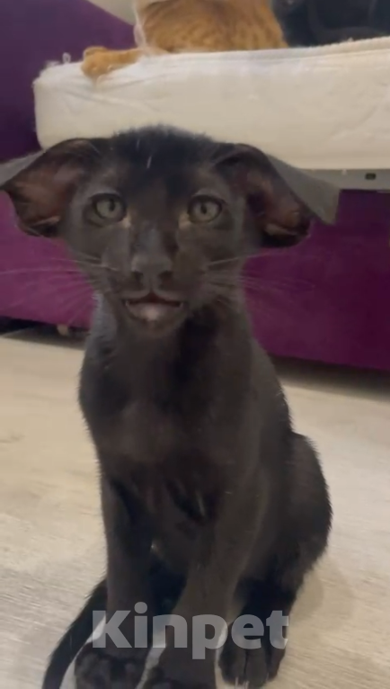 Кошки в Челябинске: Ориентальный мальчик  Мальчик, 190 000 руб. - фото 1