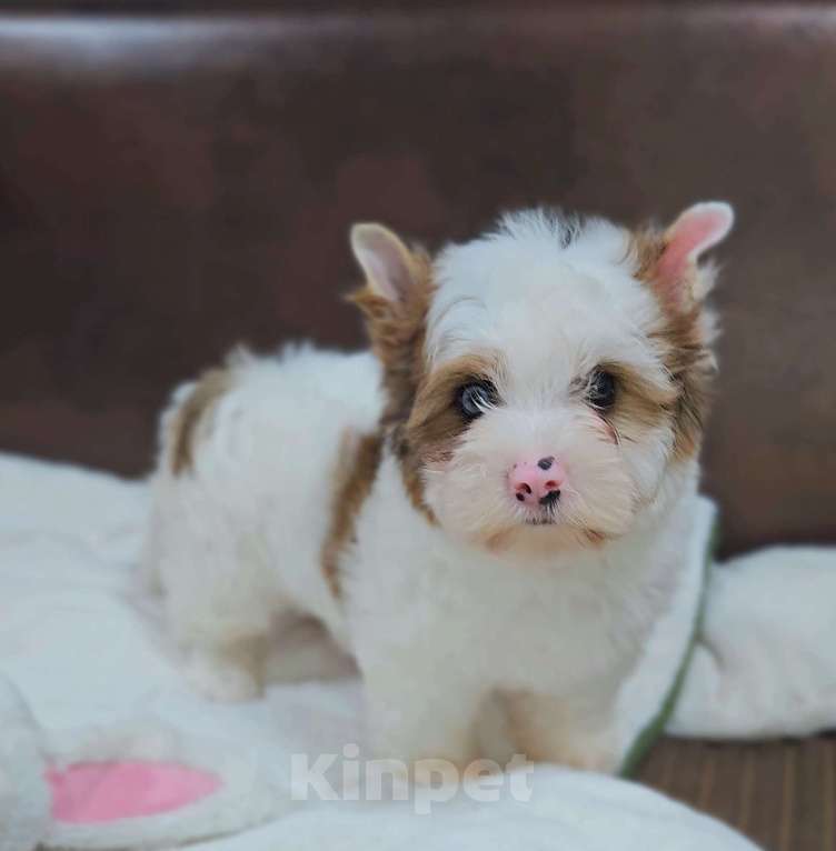 Собаки в Москве: Мальчик цветного Йорка Мальчик, 50 000 руб. - фото 6