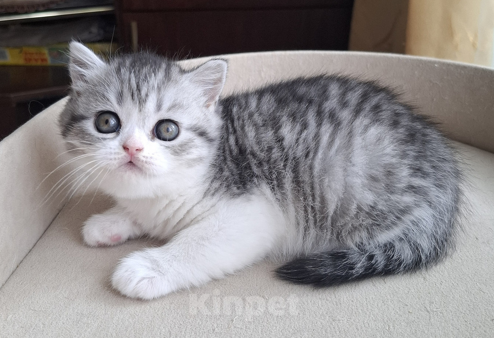 Кошки в Ярославле: Шотландская короткошёрстная девочка Девочка, 30 000 руб. - фото 4
