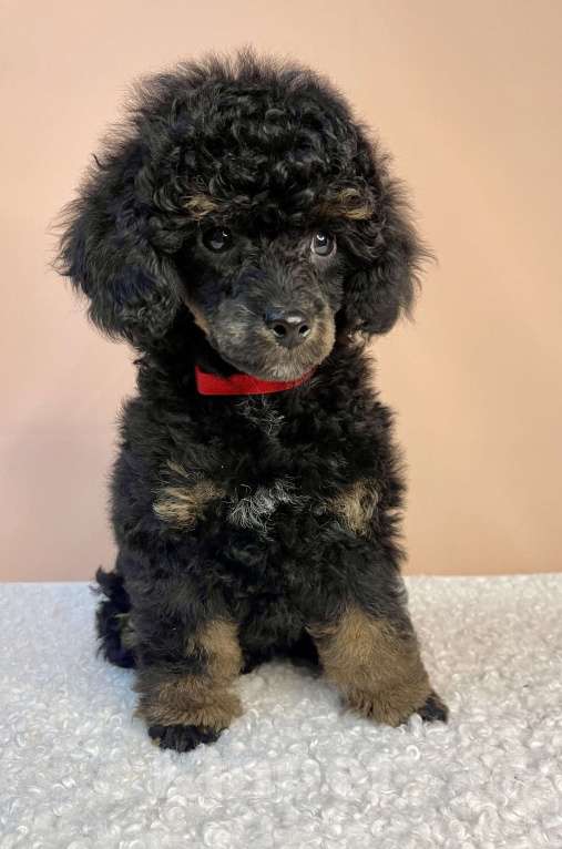 Собаки в Калуге: Пудель  Мальчик, 60 000 руб. - фото 2