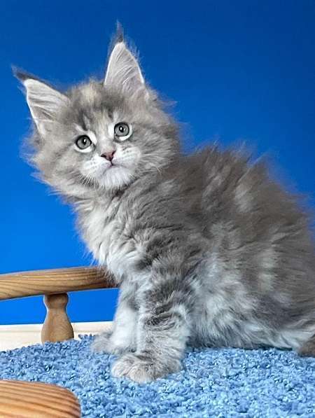 Кошки в других городах Ленинградской области: Мейн кун котята Девочка, Бесплатно - фото 3