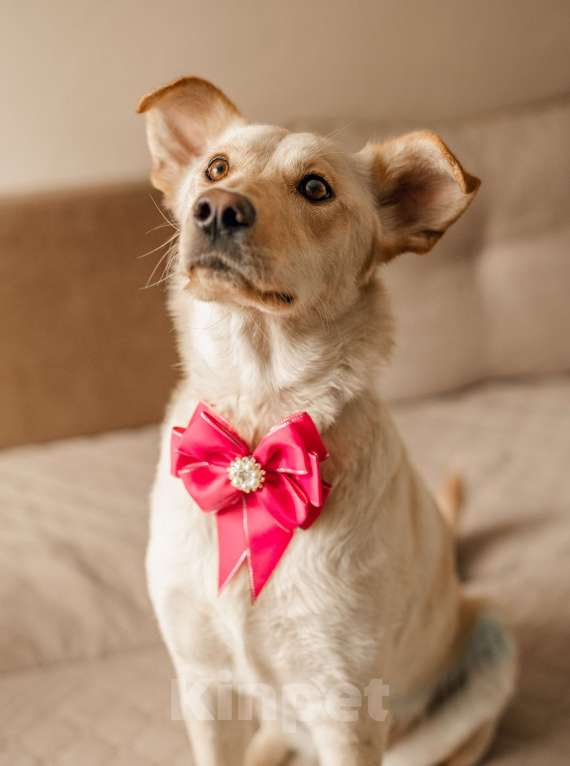 Собаки в Москве: Злата в добрые руки. Девочка, Бесплатно - фото 3