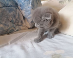 Кошки в других городах Хакасии: Отдам котят в добрые руки. Мальчик, Бесплатно - фото 2