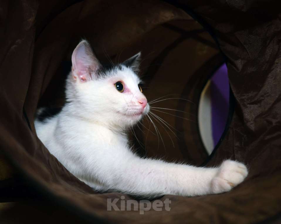 Кошки в Москве: Белян - лучший друг вашего котейки! Мальчик, Бесплатно - фото 7