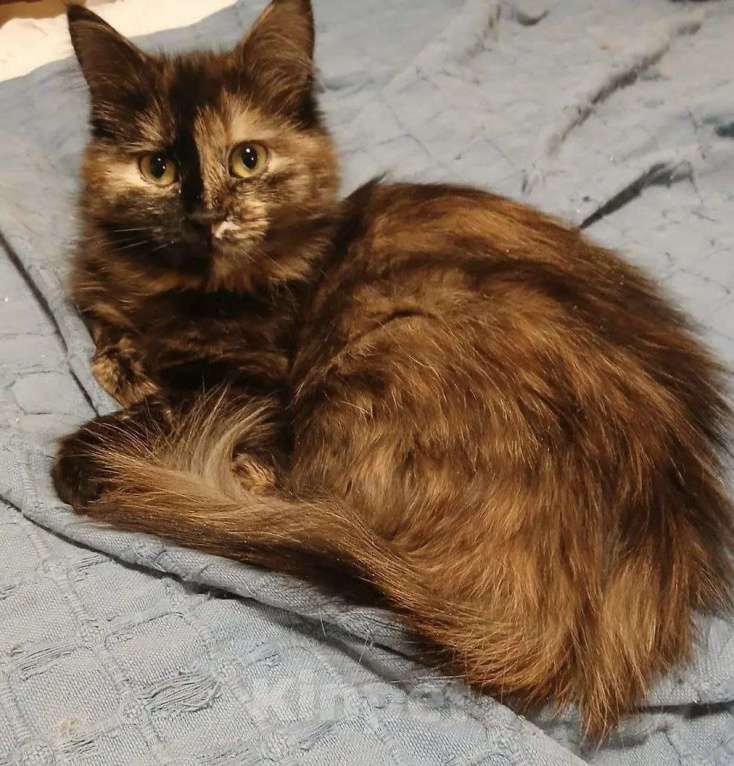 Кошки в Москве: Редкой красоты кошечка в добрые руки Девочка, Бесплатно - фото 3