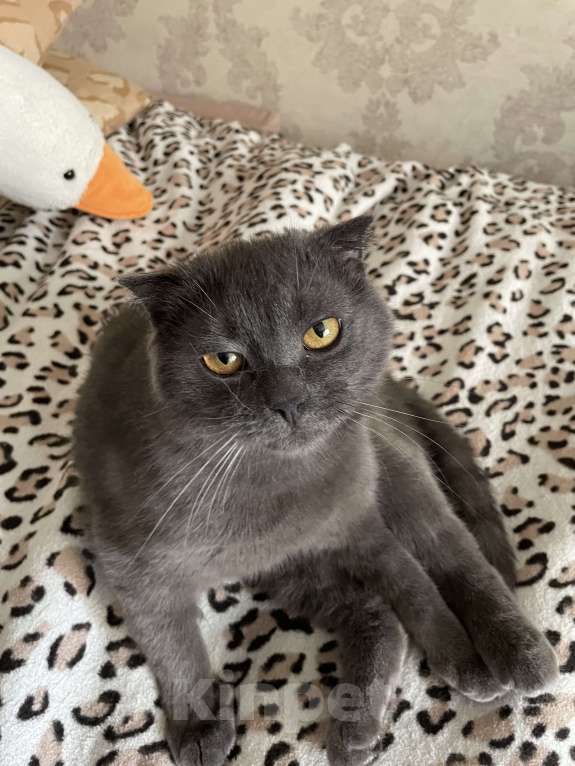 Кошки в Воронеже: Котик в ответственные ручки 🫶🏻 Мальчик, 5 500 руб. - фото 2