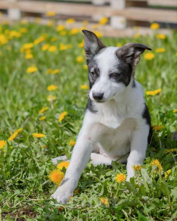 Собаки в Москве: Маленький щенок Гера в поисках своей семьи! Девочка, Бесплатно - фото 3