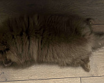 Собаки в Лыткарино: Шоколадный щенок малый немецкий шпиц кобель Родословная скор Мальчик, 30 000 руб. - фото 5