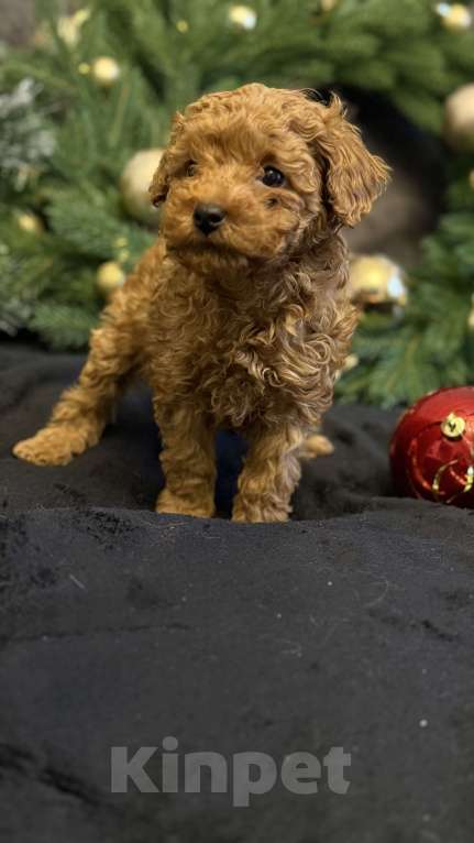 Собаки в Москве: Пудель карликовый мальчик и девочка  Девочка, 70 000 руб. - фото 2