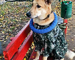 Собаки в Москве: Домашний умный пес Дрим в добрые руки Мальчик, 10 руб. - фото 1