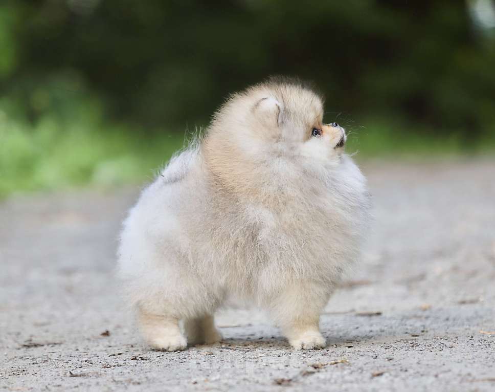 Собаки в Москве: Мальчик померанского шпица медвежьего типа Мальчик, 130 000 руб. - фото 4