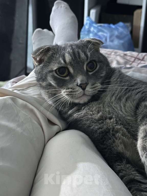 Кошки в Москве: пропал кот Винни Мальчик, 10 000 руб. - фото 2