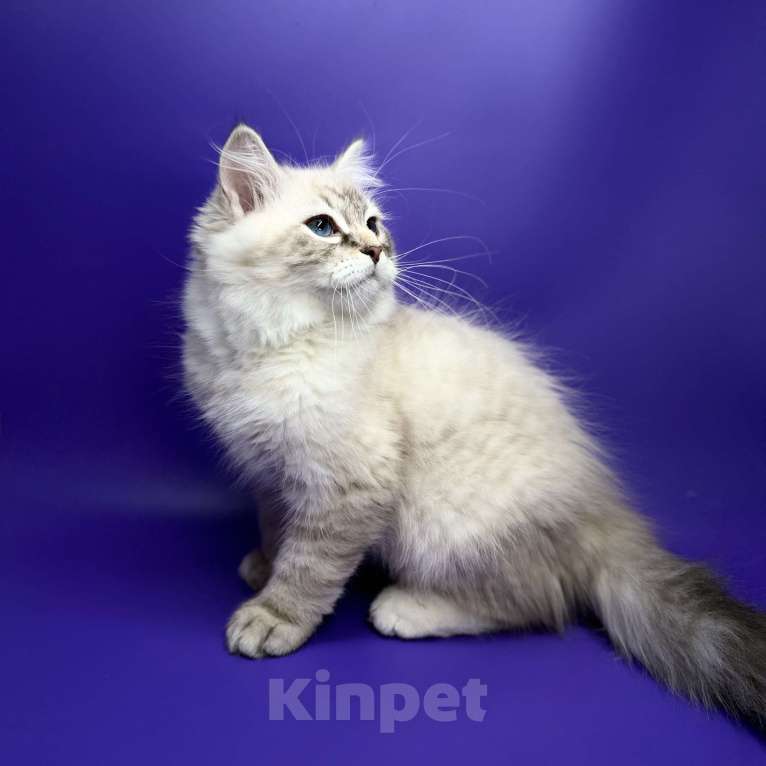 Кошки в Москве: Baron порода Невская маскарадная Мальчик, Бесплатно - фото 8