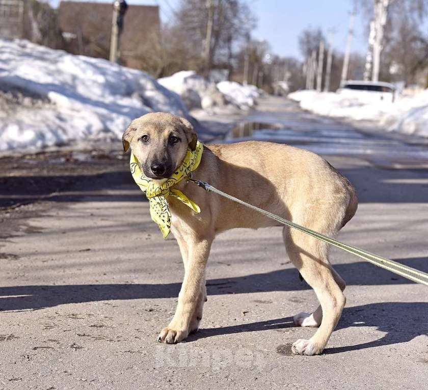 Собаки в Москве: Герда в добрые руки Девочка, Бесплатно - фото 5