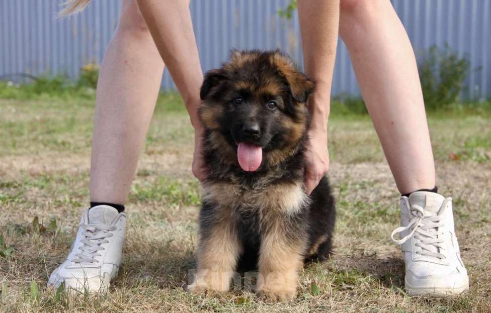 Собаки в Балашихе: красивые щенки длиношерстной немецкой овчарки Мальчик, 70 000 руб. - фото 3