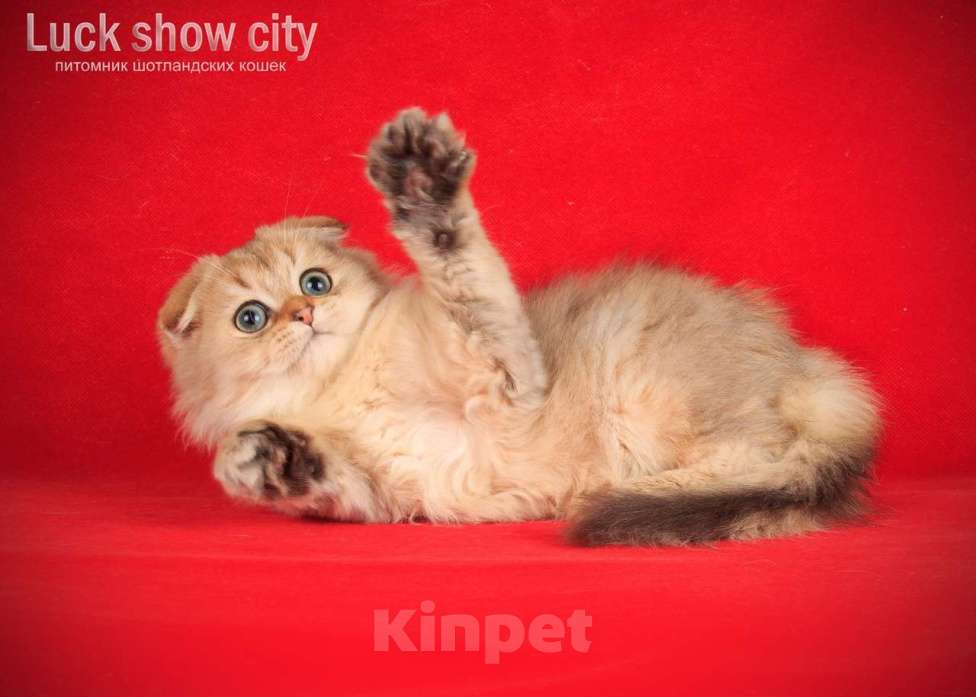 Кошки в Санкт-Петербурге: Золотой хайленд фолд Мальчик, 35 000 руб. - фото 4