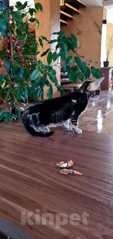 Кошки в Симферополе: Бенгальский мальчик  Мальчик, 25 000 руб. - фото 5