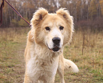 Собаки в Видном: Старк, 5 лет, алабай/ретривер Мальчик, Бесплатно - фото 6