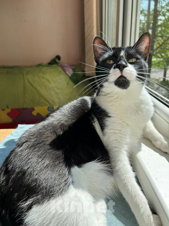 Кошки в Санкт-Петербурге: Руми надеется найти дом Мальчик, Бесплатно - фото 3