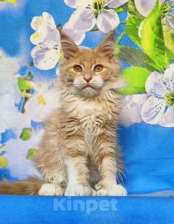 Кошки в Москве: Мейн-Кун полидакт. Девочка Девочка, 75 000 руб. - фото 4